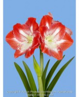 Amaryllis Minerva